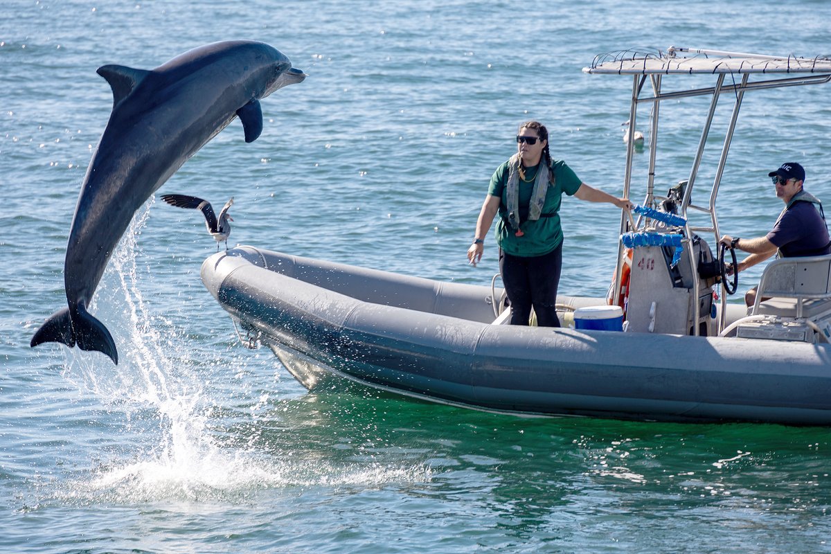 Navy mammal trainer demonstrating techniques with a bottlenose dolphin to local students during Fleet Week San Diego at Broadway Pier