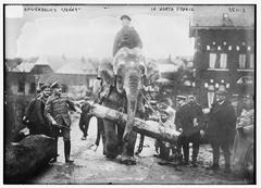 Historical portrait of Hagenbeck's Jenny in North France