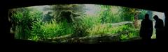 Tropic aquarium interior with diverse aquatic plants and fish at Hagenbeck Aquarium in Hamburg