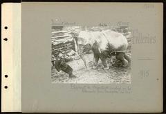 Hagenbeck elephant transporting logs in Felleries during German operations