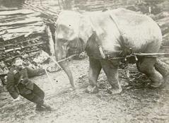 Elephant named Hagenbeck used by Germans for transporting wood in Felleries