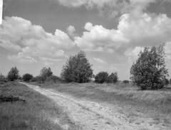 Black and white photo of a Persexcursie excursion to future recreational areas in Amsterdam, showing the future Twiskerbos forest.