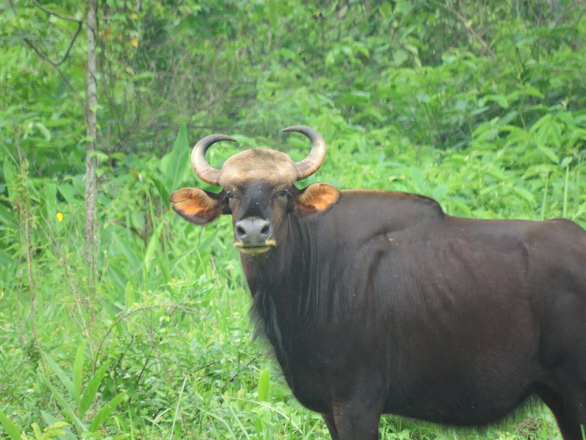 GAUR the Indian bison standing in forest habitat