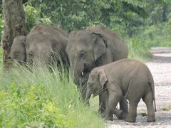 Herd of elephants at Manas National Park during the day