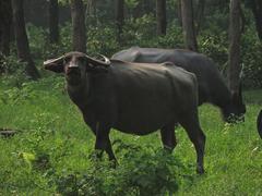 Manas National Park