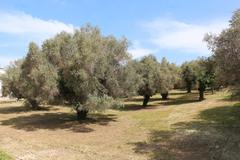 Olive trees in Alberobello with traditional trulli houses in the background