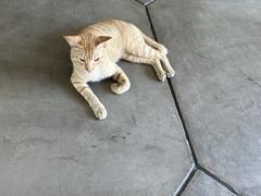 Cat resting inside National Museum of Anthropology in Manila