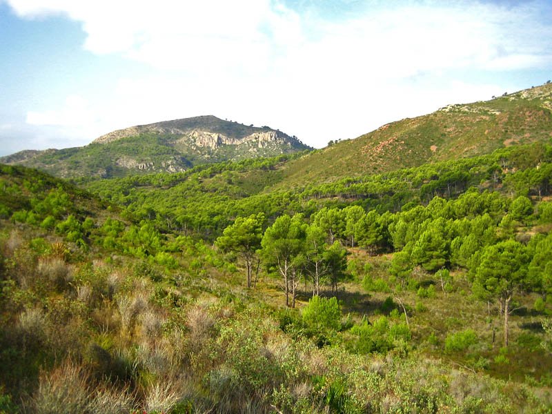 Forest at Desert de les Palmes near Castelló de la Plana