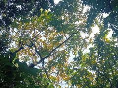 Dhanmondi Lake