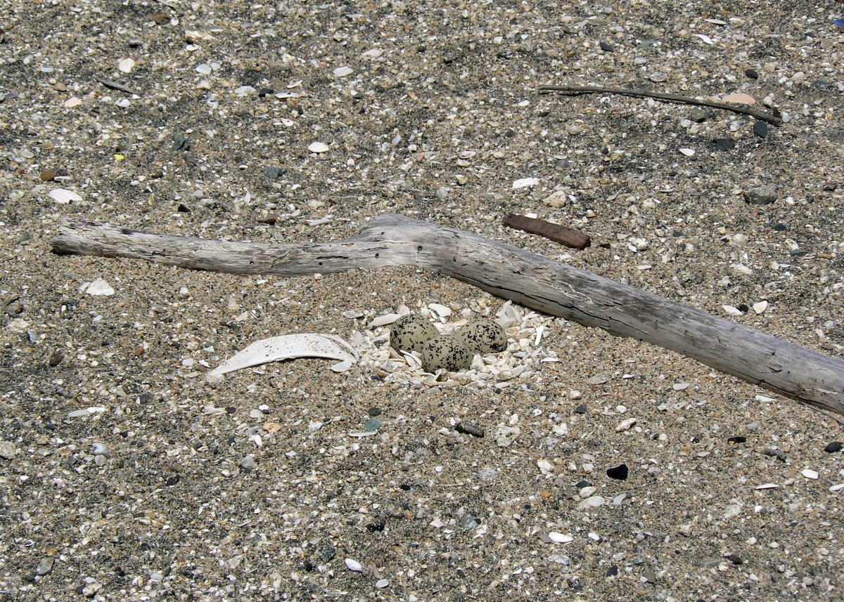 Western snowy plover nest on a sandy beach