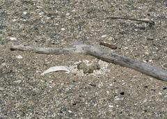 Western snowy plover nest on a sandy beach