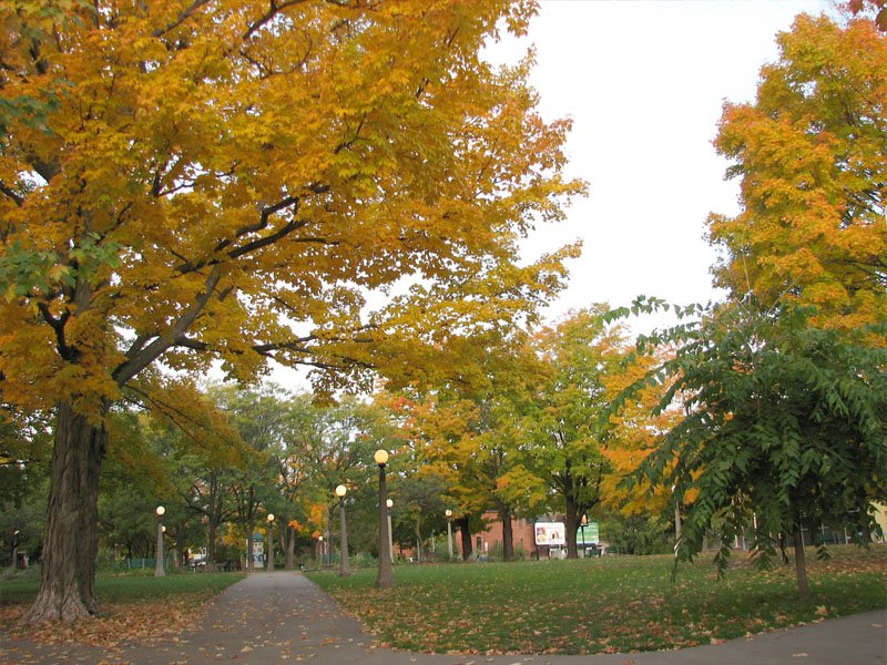 Dundonald Park with green grass and trees under blue sky