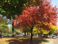 Green park area with pathways and scattered trees on a clear day