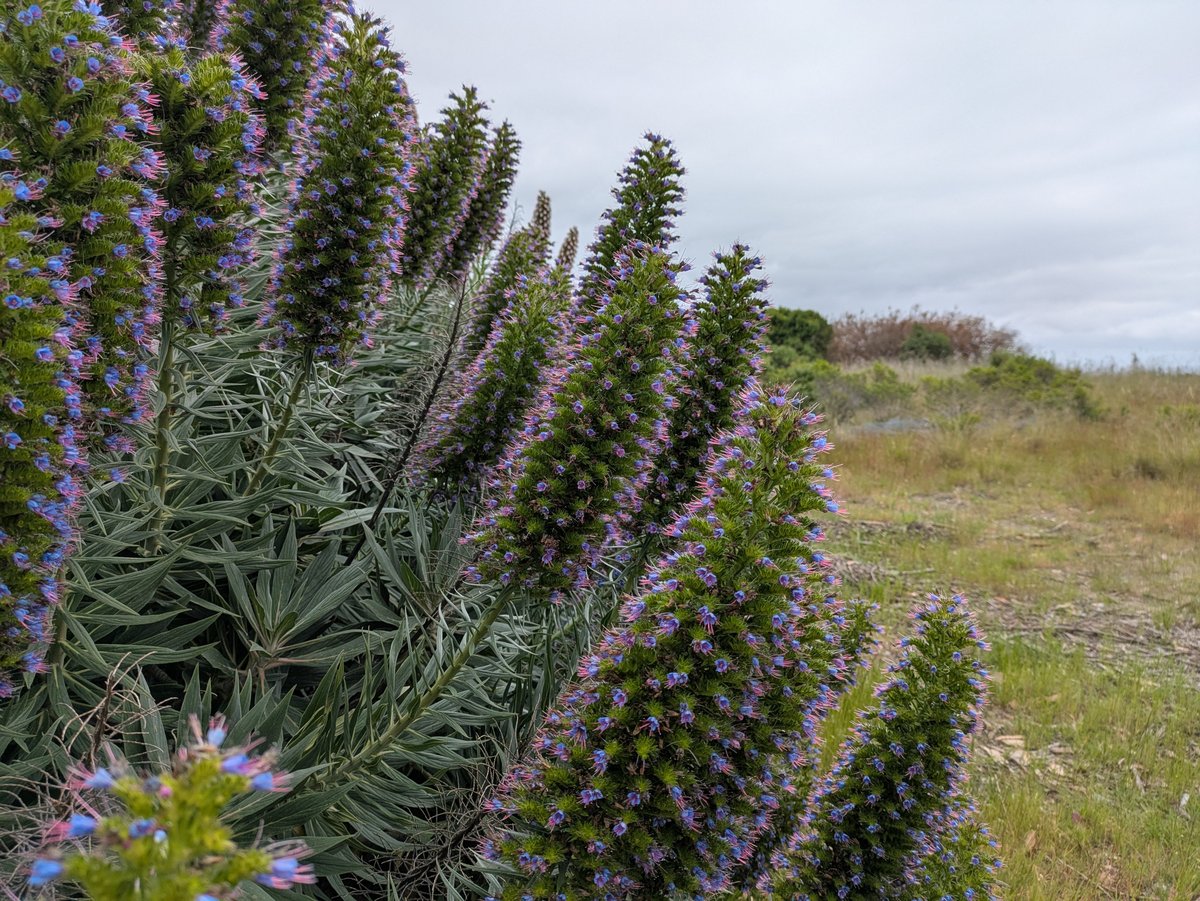 Wildflowers blooming on Angel Island in California