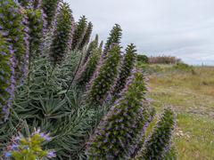 Wildflowers blooming on Angel Island in California
