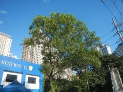 Eastwood City skyscrapers and buildings in Quezon City, Metro Manila, Philippines