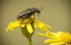 Close-up of a bug on yellow flowers in Cabildo, Bahía Blanca, Argentina