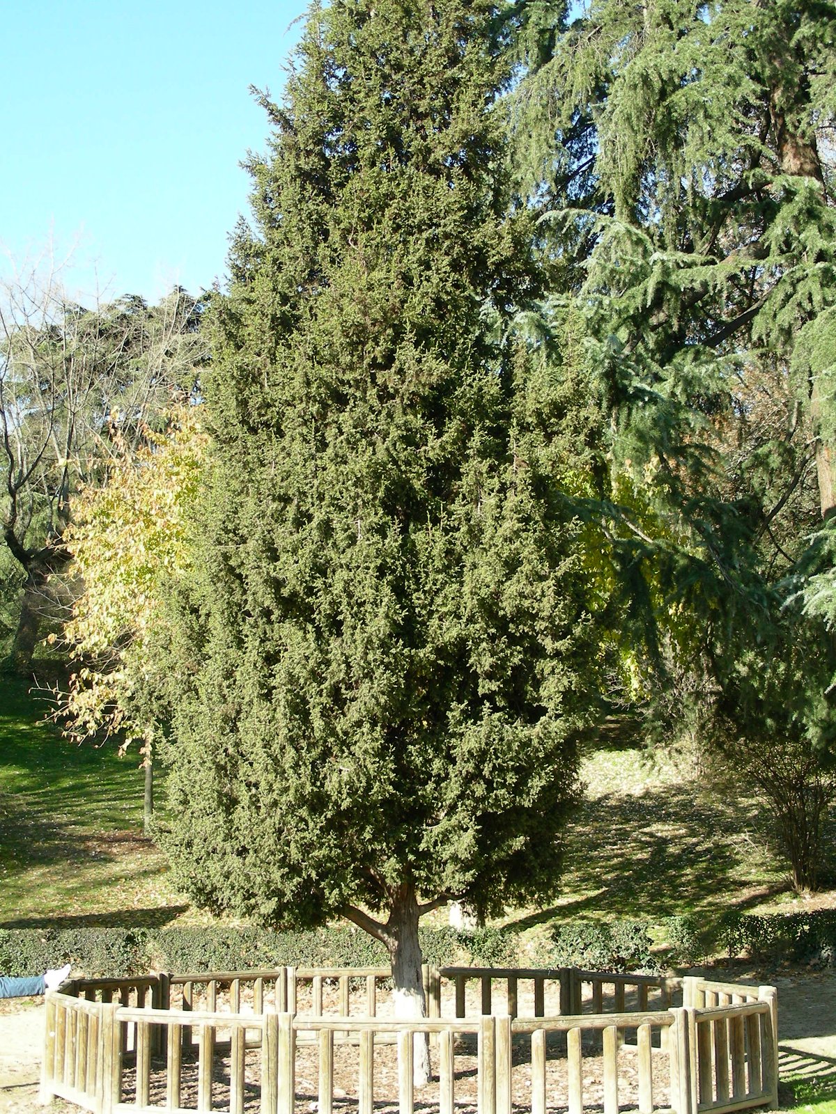 Siria juniper tree Juniperus drupacea in Fuente del Berro park Madrid