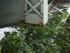 The Falls Bridge in Philadelphia showing rusting steel details