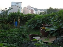 Rainwater storage devices in a garden near Soul city wall in August 2007