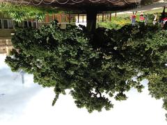 Federal Oak