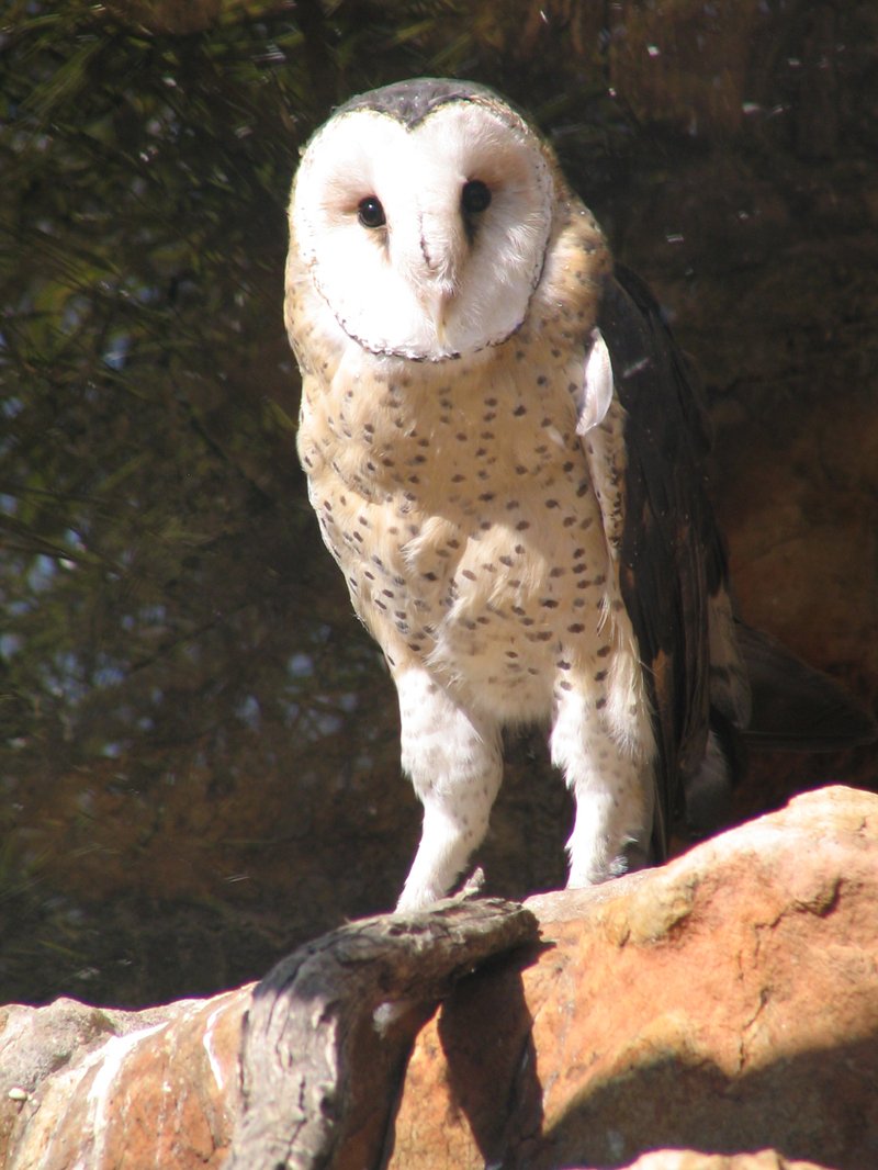 Adult African Grass Owl perched on a branch at Johannesburg zoo