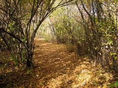 Fall day path with overhanging trees and leaves covering the ground at Jamaica Bay Wildlife Refuge