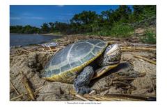Female terrapin basking on a rock near water