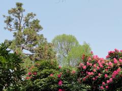 Botanical garden with colorful flowers and lush vegetation on Isola Madre, Lake Maggiore, Italy