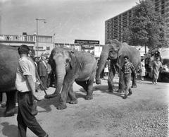 Black and white photo of Circus Krone arriving in Rotterdam with circus wagons and people on a street in 1959