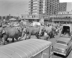 Arrival of Circus Krone in Rotterdam on May 26, 1959 with circus trucks and performers