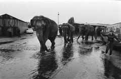 Row of elephants arriving for Circus Krone performance in Amsterdam