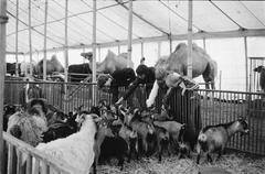 Children watching animals at Circus Krone in Amsterdam