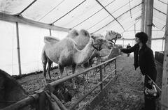 Children watching animals at Circus Krone in Amsterdam in 1980