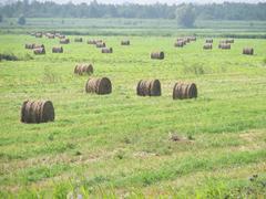 Round hay bales near Elbląg Canal in Poland
