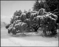 Willow tree covered with snow in Arnold Arboretum