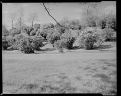 Arnold Arboretum landscape with various trees and open grassy area