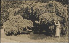 Verna Warren posing in front of a wide tree at Arnold Arboretum