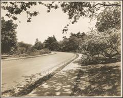 View of paths and lush trees in Arnold Arboretum