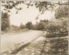 Historic photograph of Arnold Arboretum featuring pathways and trees