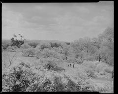 Arnold Arboretum scenic view with trees and pathways in autumn