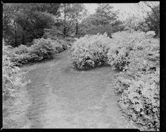 Arnold Arboretum scenic natural landscape with diverse trees and greenery
