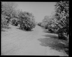 Arnold Arboretum scenic view with diverse trees and plants