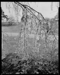 Tree branches hanging down in Arnold Arboretum