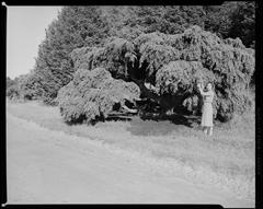 Verna Warren posing in front of a large tree at Arnold Arboretum