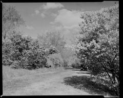 Scenic view of Arnold Arboretum with pathways and diverse trees under a clear sky