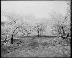 Five trees in Arnold Arboretum with a clear sky
