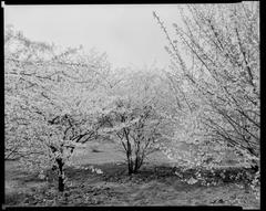 Three trees in Arnold Arboretum