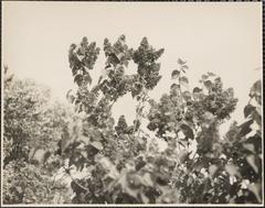 Arnold Arboretum scenic landscape with diverse trees and pathways