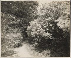Arnold Arboretum historical black and white photograph